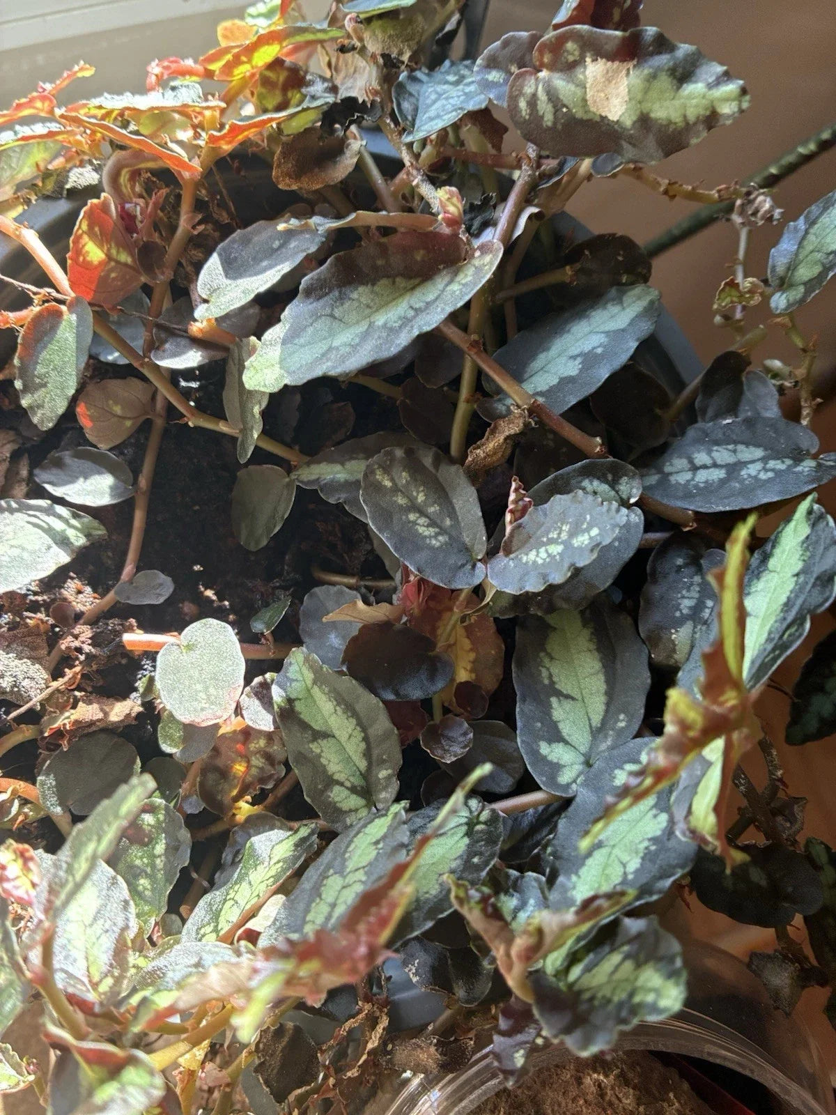 Polynesian Ivy Trailing Watermelon Vine - 4-Inch Pellionia Repens Houseplant - Unique Indoor Plant Decor