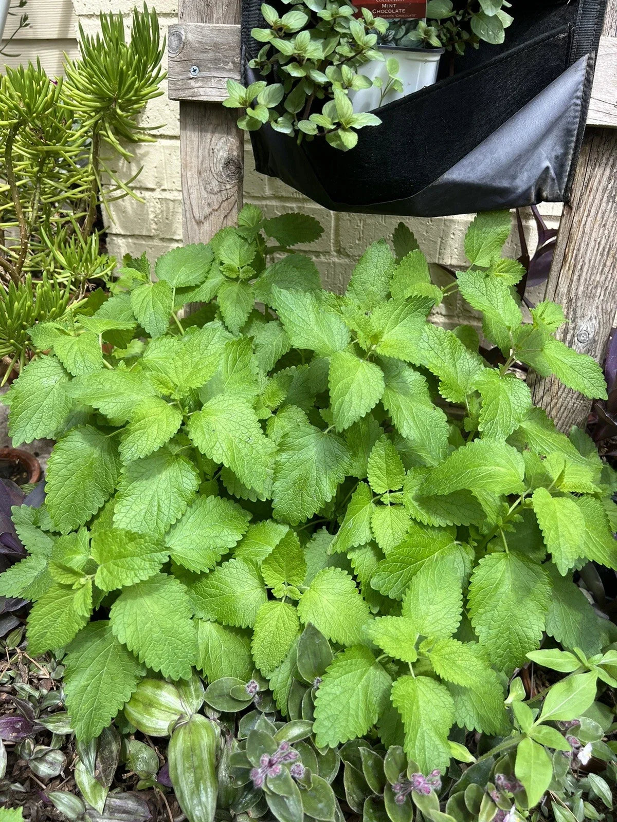 Lemon Balm Seeds - 100 Organic Non-GMO Medicinal Herb - Melissa officinalis - Perfect for Teas and Culinary Use