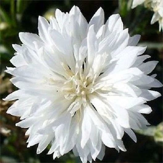 Cornflower Seeds 400 Count Tall White Heirloom Non-GMO Centaurea cyanus for Organic Gardening and Cut Flower Arrangements