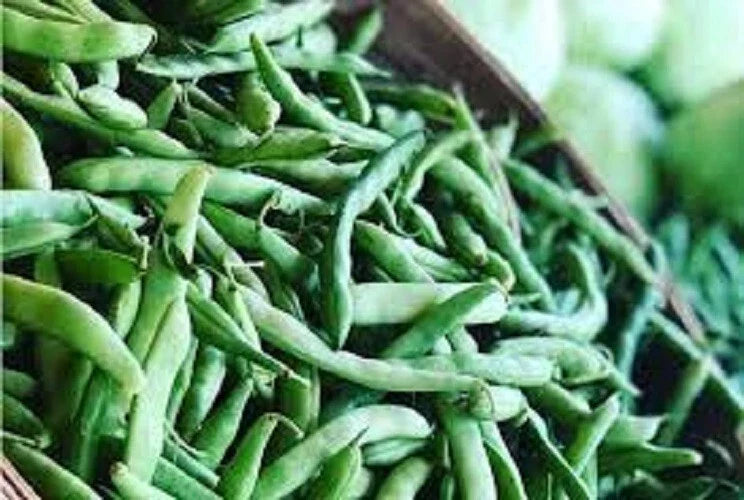 Heirloom Green Bean Seeds - Mountaineer Half Runner - Phaseolus vulgaris - Non-GMO Vegetable Seeds for Garden Planting