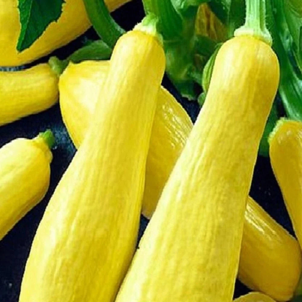 Straightneck Squash Seeds - NON-GMO Heirloom - Cucurbita pepo - Pack of 20 Seeds - Fresh Garden Seeds for Home Gardening