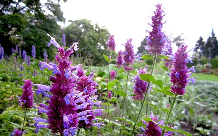 Hummingbird Mint Live Starter Plant - 4-Inch Agastache ‘Globetrotter’ - Perennial Herb for Pollinator Gardens