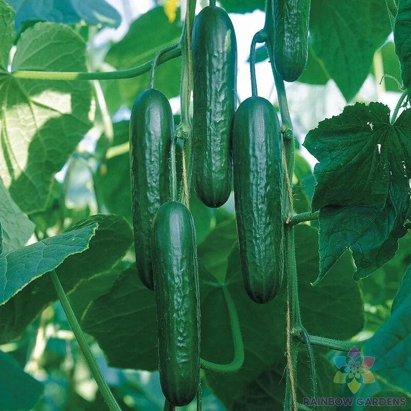 Socrates Cucumber Seeds - 25+ Non-GMO Seeds for Garden Planting - Cucumis sativus - USA Grown, High Germination Rate