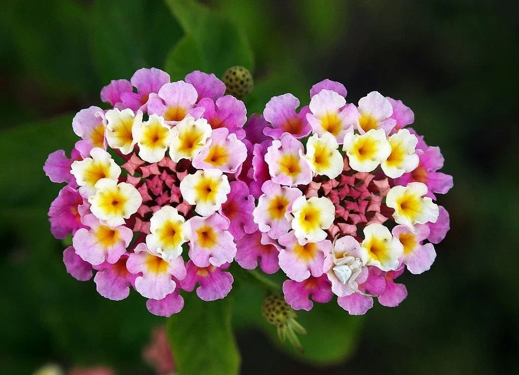 Verbena Ham & Eggs Seeds - 30+ Heirloom Seeds, Pink & Yellow Blooms, Lantana camara, USA Harvested