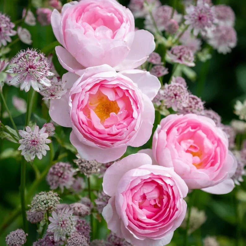 Live Rose Cuttings 5-8" Unrooted Scepter'd Isle Rosa 'Scepter'd Isle' Fresh Stems for Propagation & Garden Use