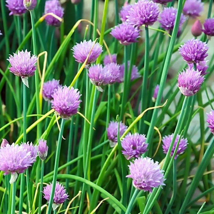 Chives Seeds 300+ Non-GMO Culinary Herb, Allium schoenoprasum, Vegetable Garden Starter, Free Shipping USA