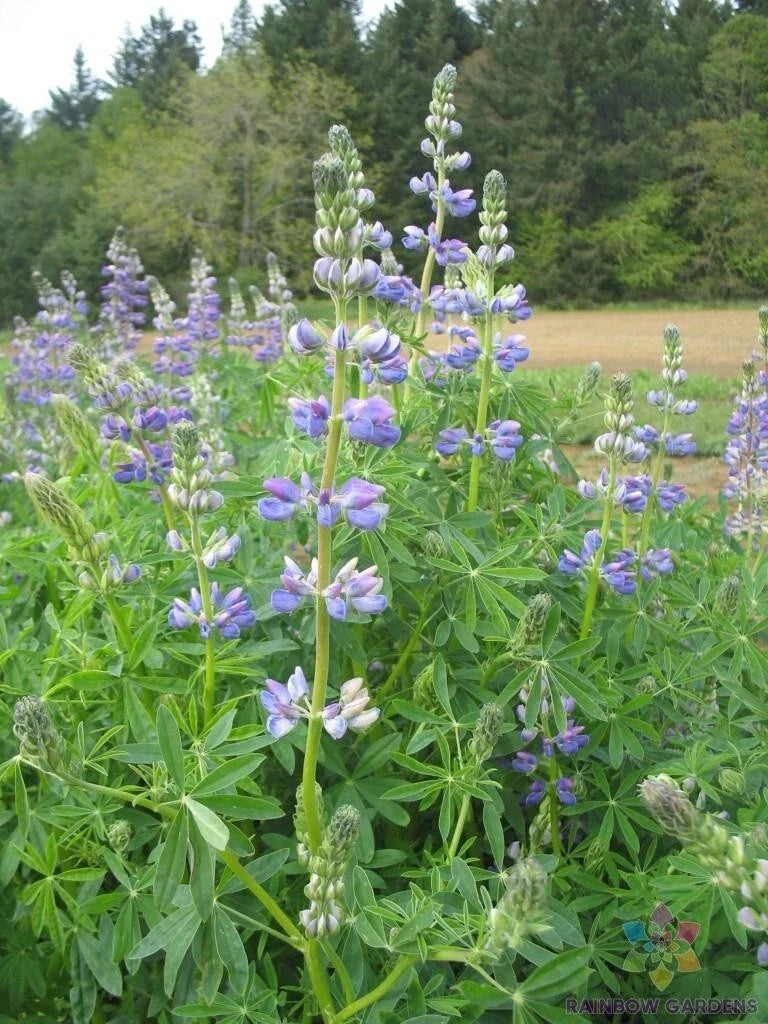 Riverbank Lupine Seeds - 25+ Count - Blue Purple Blooms - Lupinus rivularis - USA Grown, Attracts Pollinators