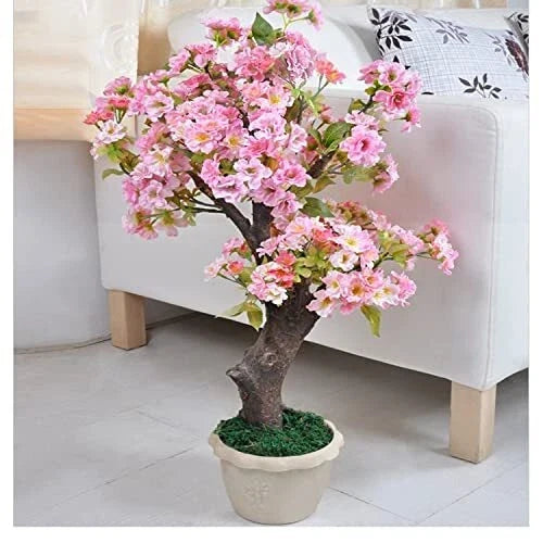 Rare Cherry Blossom Seeds - 50+ Dwarf Pink Sakura Weeping Cherry (Prunus serrulata) for Garden Planting