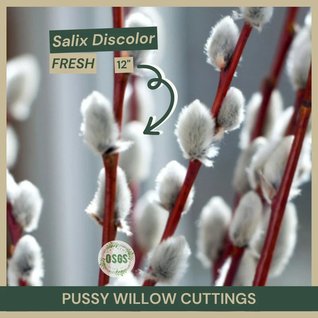 Pussy Willow Cuttings 12" Fresh Cuttings Salix discolor Native Shrub Ideal for Wetland Gardens and Floral Arrangements