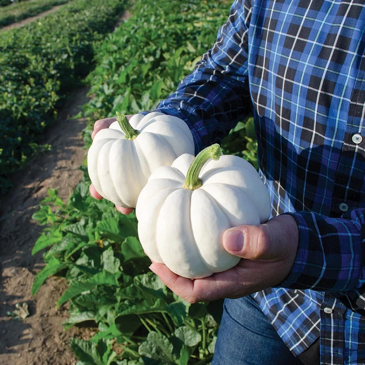 Small White Pumpkin Seeds, 20 Count, Casperita Variety, Non-GMO, Cucurbita pepo for Planting and Decor