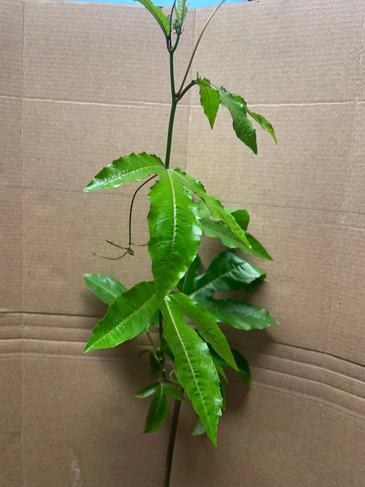 Live Starter Plant - Passiflora edulis Possum Purple Passion Fruit - Edible Tropical Vine - Non-GMO, Fast-Growing