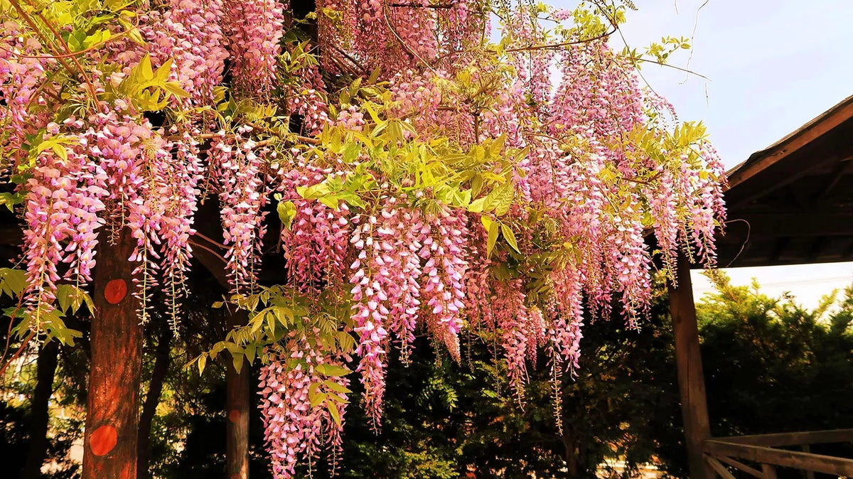 Rare Pink Wisteria Seeds, 5 Seeds - Japanese Wisteria (Wisteria floribunda) - Bonsai Tree Garden Plant