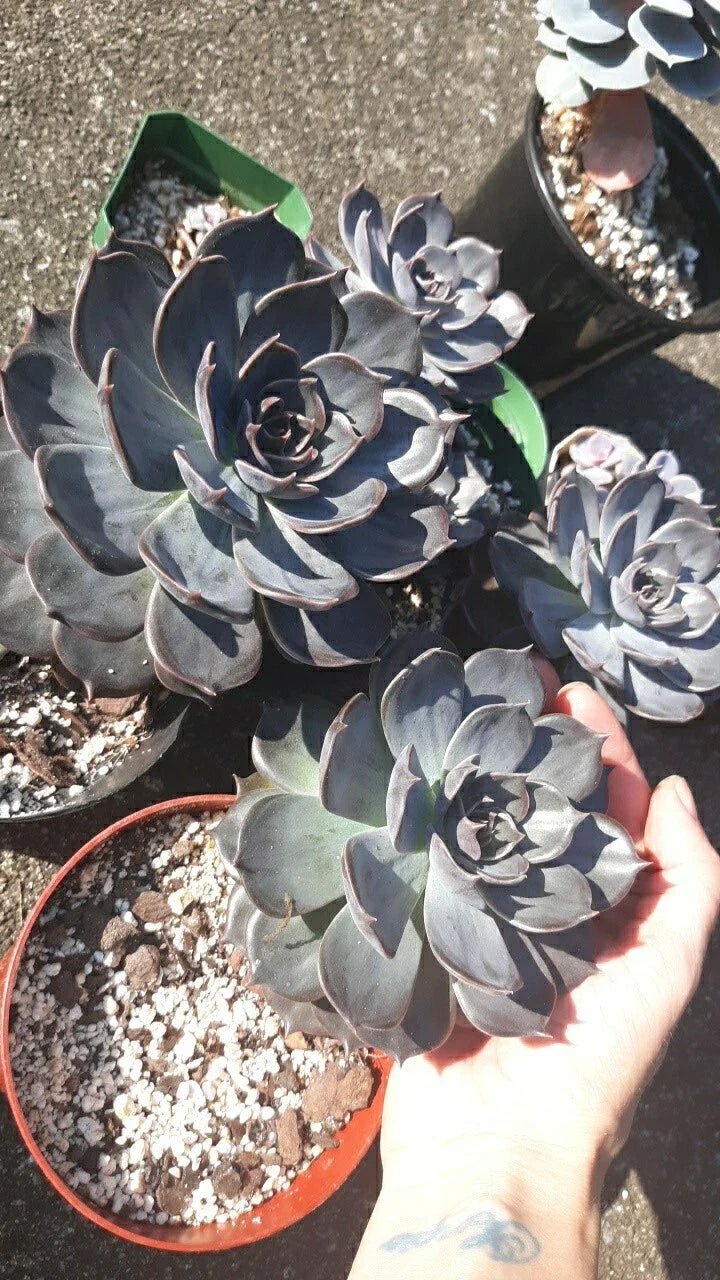 Large Echeveria Black Prince Succulent in 5" Pot - Echeveria 'Black Prince' - Dark Foliage, Low Maintenance Live Plant