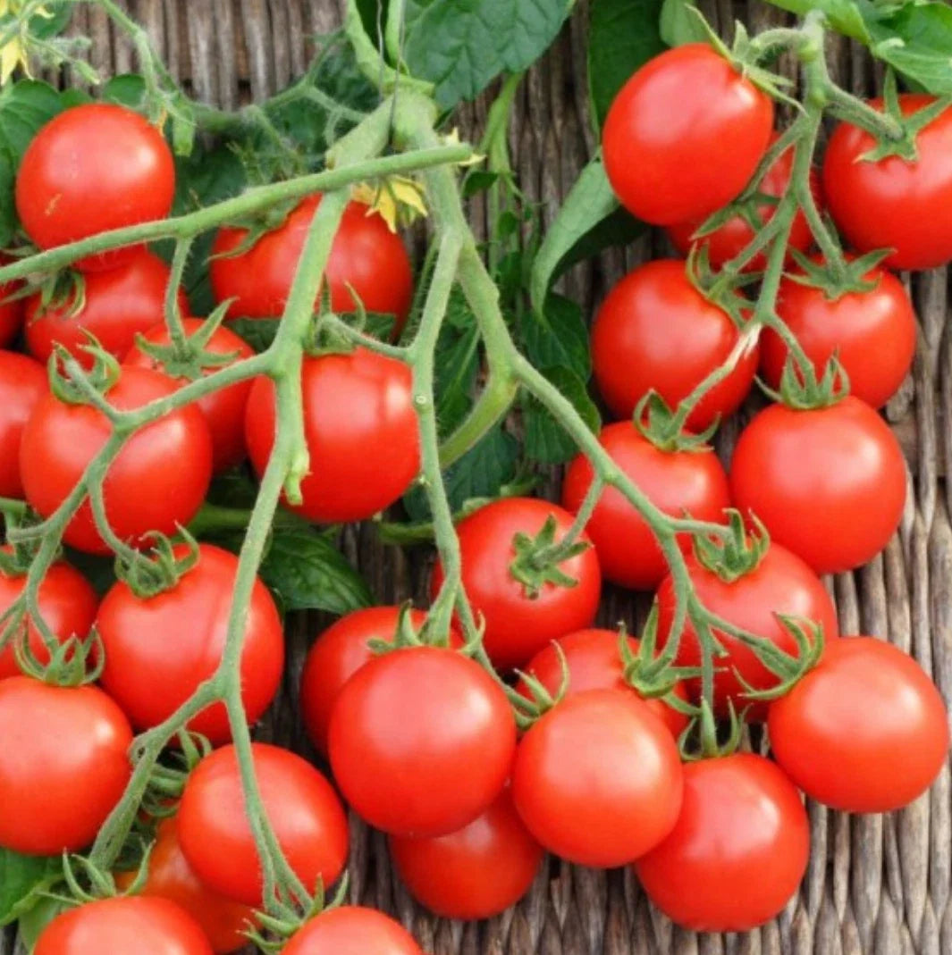 Non-GMO Small Red Cherry Tomato Seeds - Bulk Heirloom Variety - Solanum lycopersicum - Ideal for Home Gardening and Salads