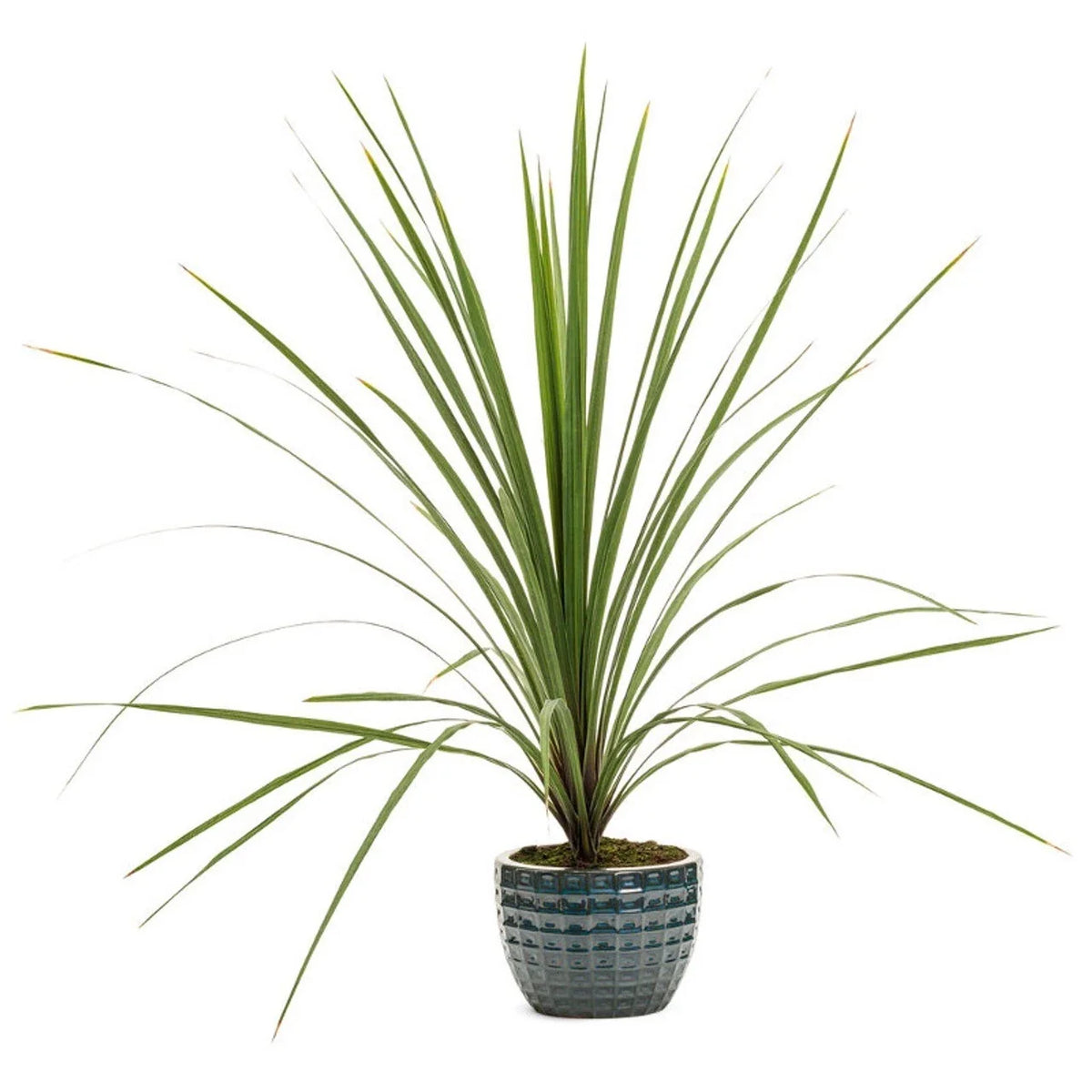 Dracaena Spikes Seeds 25 Pack - Tropical Indoor Plant - Dracaena marginata - Easy Grow, Pet-Friendly, USA Shipping