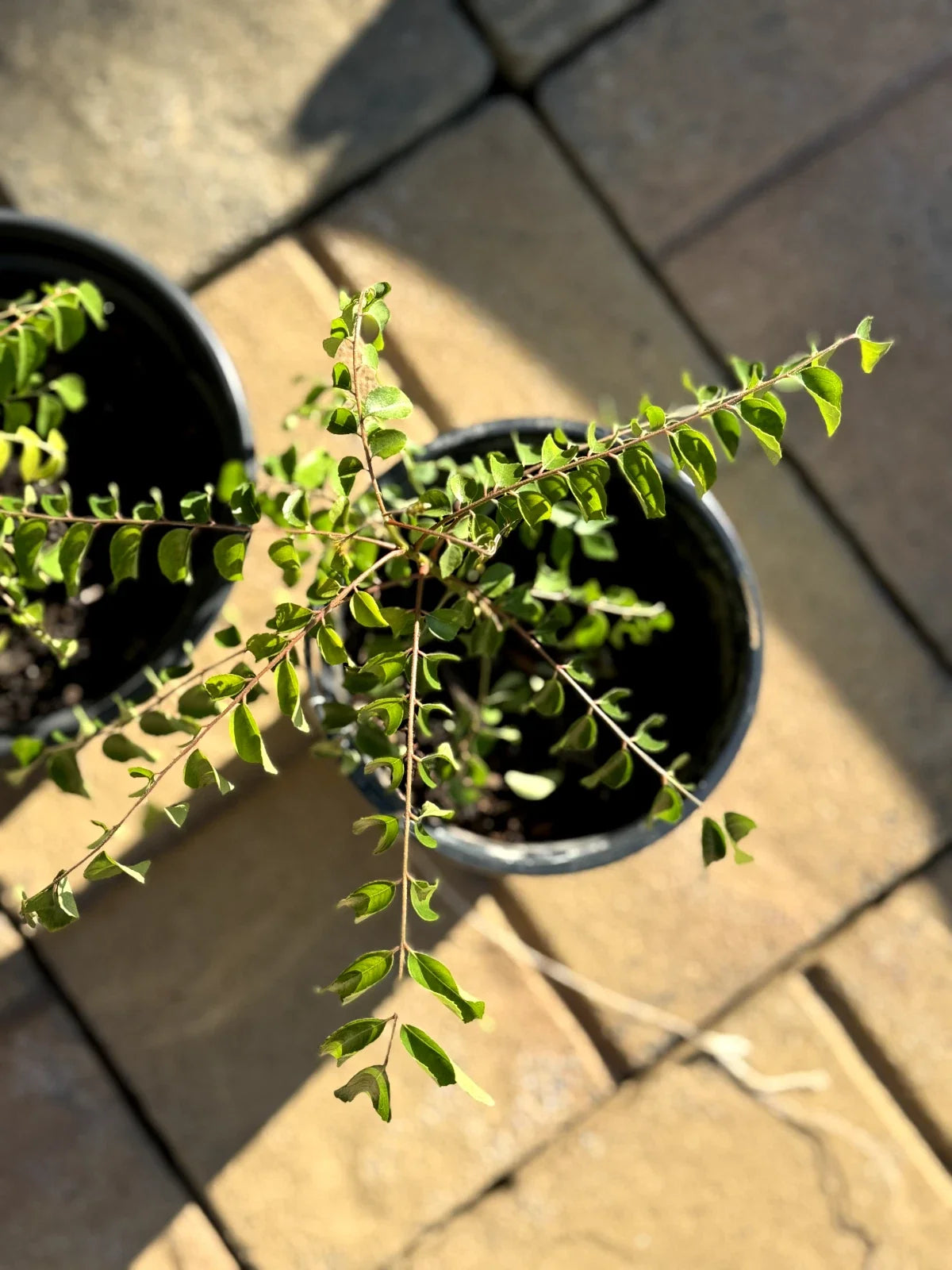 Curry Leaf Plant Bare Root 4-6 Inches Aromatic Leaves Murraya koenigii - Fresh Culinary Herb for Home Gardens