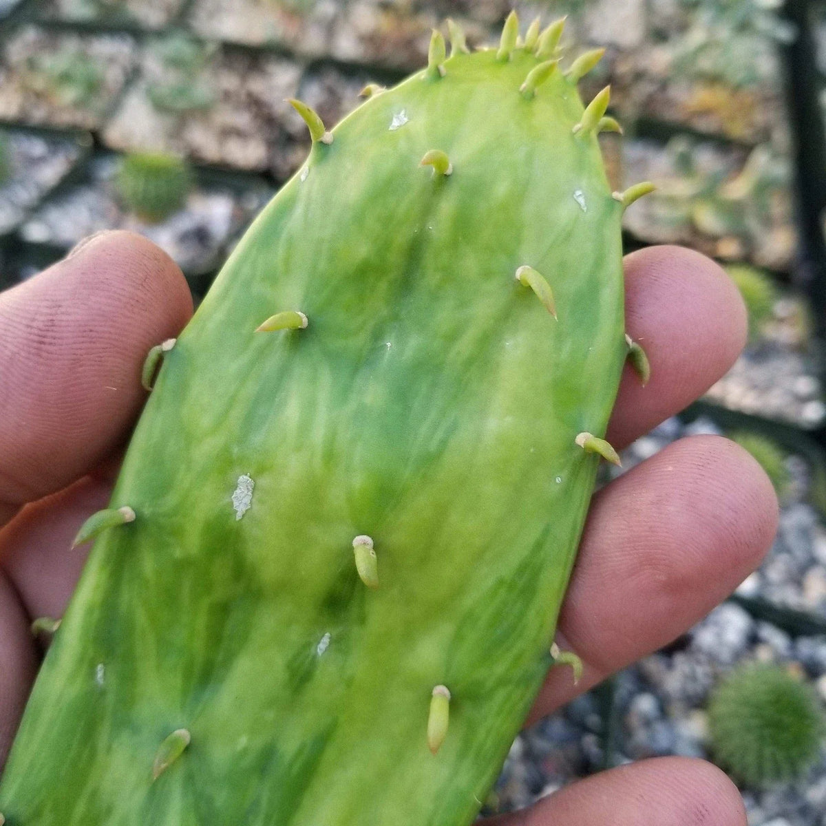 Opuntia Stardust Cactus Pad Cutting | Live Succulent Plant | Unique Variety | Opuntia spp.