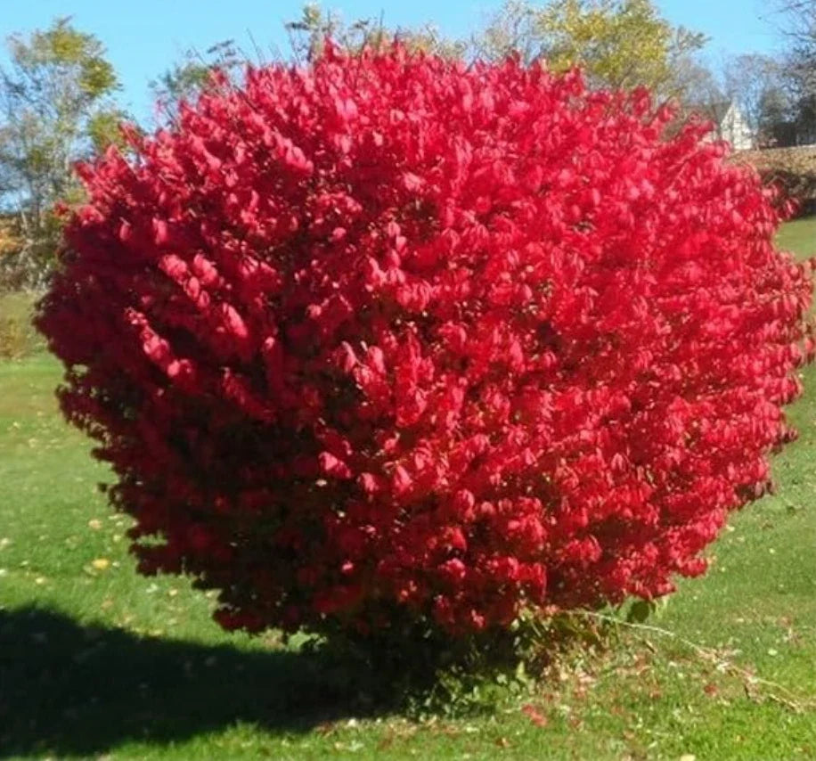 Dwarf Burning Bush Seedlings - 5 Live Bare Root Plants - Euonymus alatus - Compact Growth, Vibrant Fall Foliage