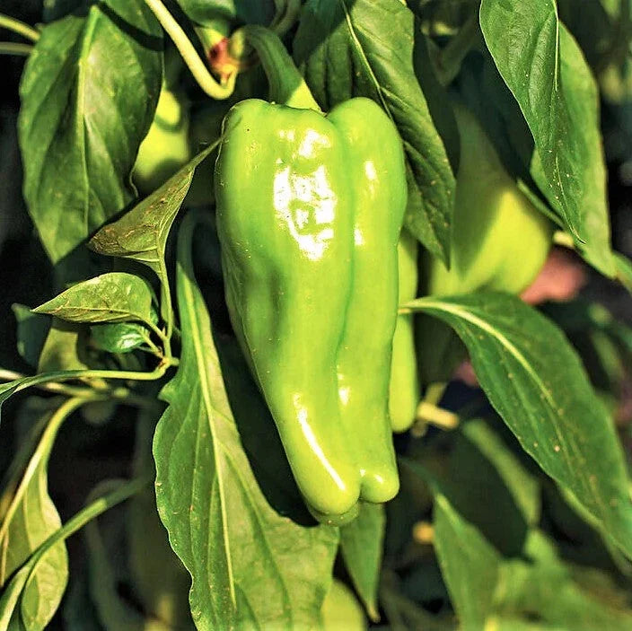 Cubanelle Pepper Seeds - 100+ Count - Mild Heat 1,000 Scoville - Capsicum annuum - Perfect for 2025 Planting