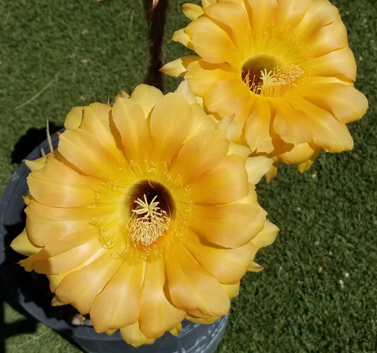 Blooming Cactus Plant - Rooted Offset - High Noon Echinopsis Hybrid - Echinopsis spp. - Vibrant Blooms, Easy Care
