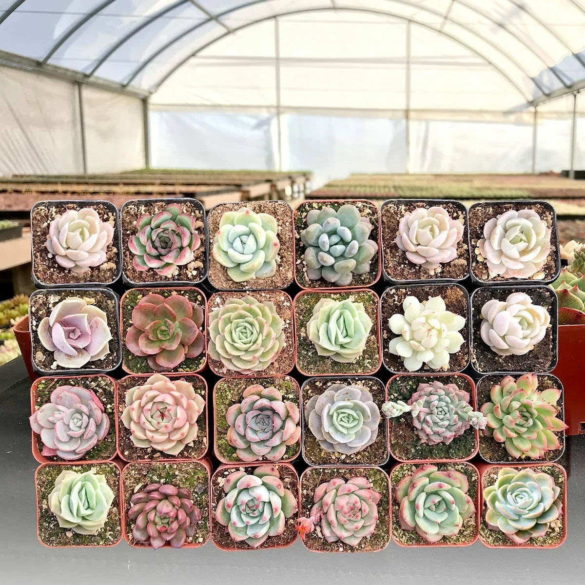 2" Live Assorted Echeveria Succulents - 30 Pack - Echeveria spp. - Perfect for Indoor Gardening and Wall Decor