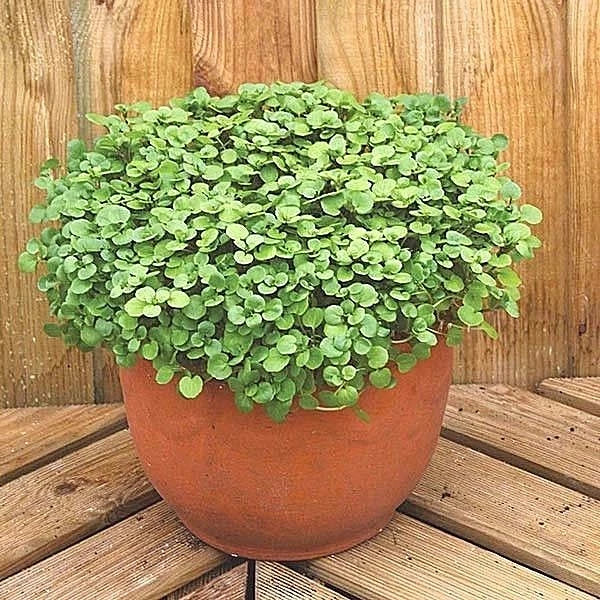 Organic Watercress Seeds - 1 oz (20,000 Seeds) - Nasturtium officinale for Indoor Shade Gardens and Sprouting