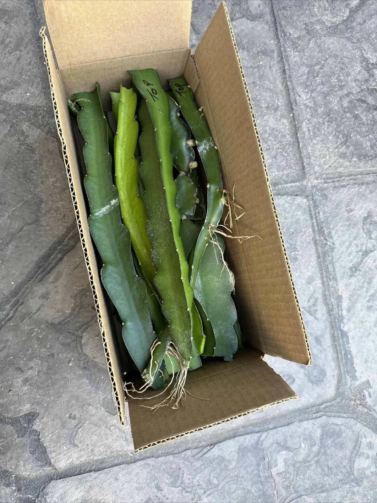 Organic Dragon Fruit Cuttings 8-12 Inches Hylocereus Undatus - Ideal for Planting and Growing Your Own Cactus Fruit