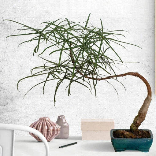 Australian Bottle Tree Live Plant 2.5" Pot Rare Brachychiton rupestris Ideal for Bonsai, Drought-Tolerant, Easy Care