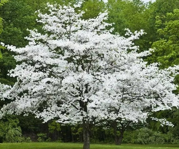 Cherokee Princess Dogwood Tree 18+ Inches Live Bare Root Plant White Flowering Cornus florida 'Cherokee Princess'