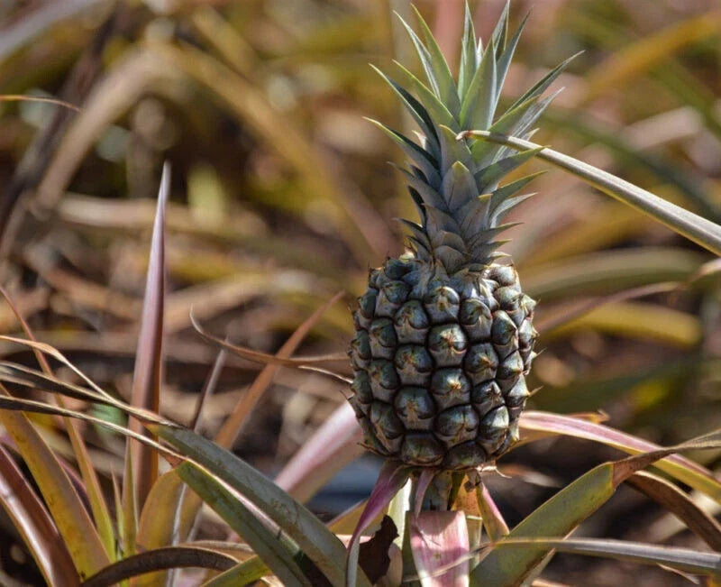 Rondon Pineapple Seeds - 15+ Non-GMO Pack - Ananas comosus - Ideal for Home Gardening - Fast Germination - USA