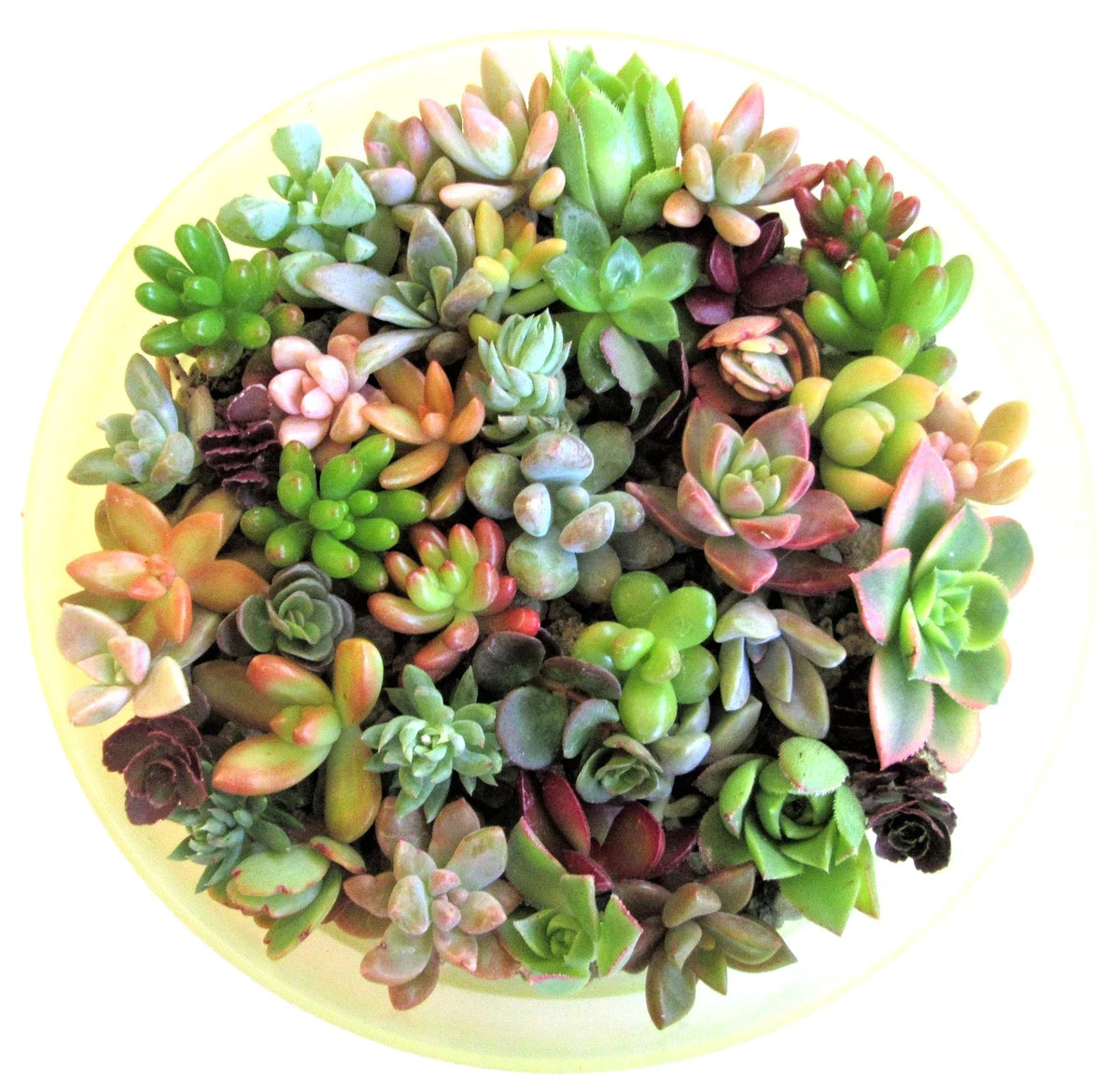 30 Succulent Cuttings 1-2" Assorted Varieties for Fairy Gardens & Weddings - Various Species