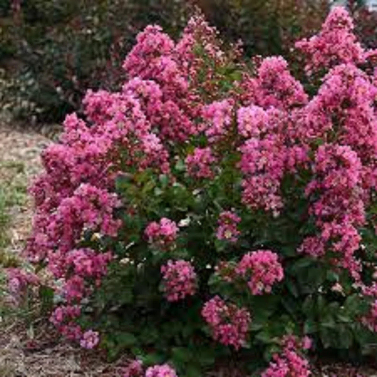 Peppermint Crape Myrtle Cuttings - 10 Unrooted Cuttings - Lagerstroemia indica 'Peppermint' - Vibrant Flowers, Free Shipping