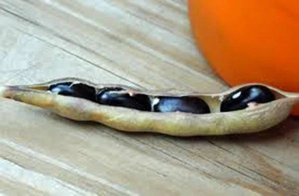 Black Valentine Bean Seeds - 50+ Heirloom Non-GMO Organic - Phaseolus vulgaris - Ideal for Vegetable Gardening