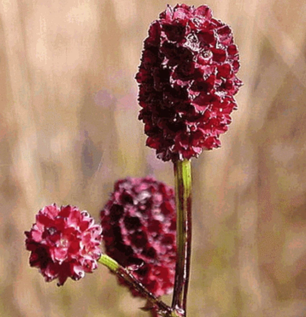 Bulk Seeds Great Burnet Herb, Edible Wildflower with Red Blooms, Sanguisorba minor, Perennial Garden Seeds