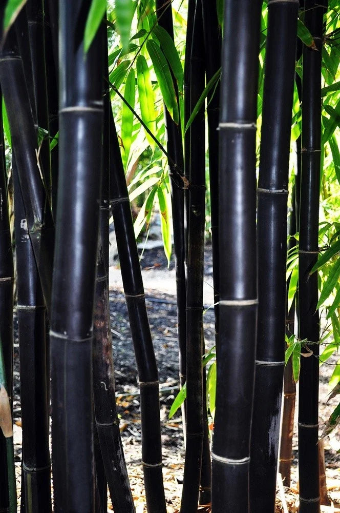 Timor Black Bamboo Seeds - 50 Clumping Privacy Seeds for Exotic Gardens - Bambusa vulgaris - Fast Growing Privacy Screen