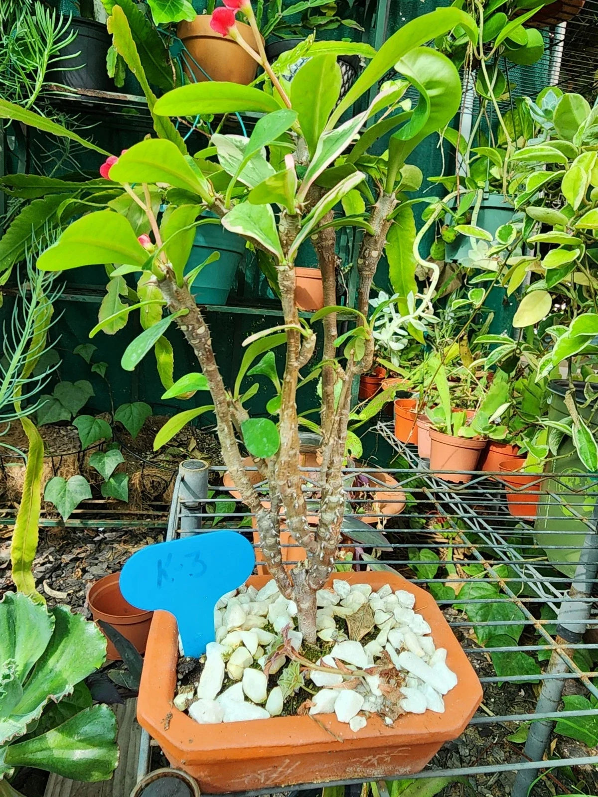 Bonsai Live Plant - Variegated Crown of Thorns, Euphorbia milii, Well Rooted Succulent in Decorative Pot, Ideal for Indoor/Outdoor