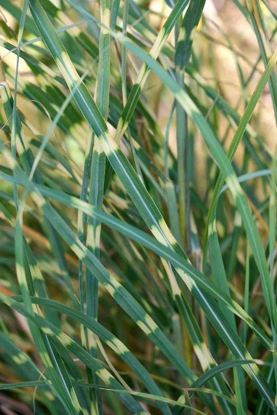 Zebra Grass Seeds - 10+ Variegated Miscanthus Sinensis Zebrinus - Striped Foliage for Lush Gardens