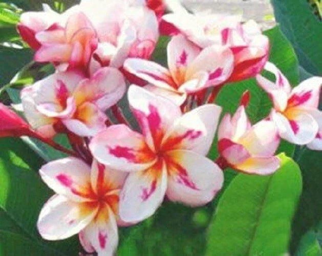 Plumeria Seeds - 5 Pack - White Yellow Pink Flowers - Frangipani - Perennial Plant - Easy to Grow - Plumeria spp.