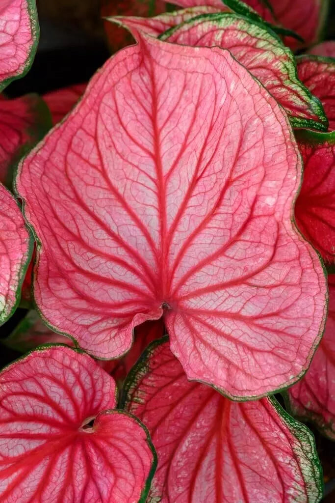 Caladium Bulbs 10 Pack Pink Symphony Perennial Elephant Ears Caladium bicolor