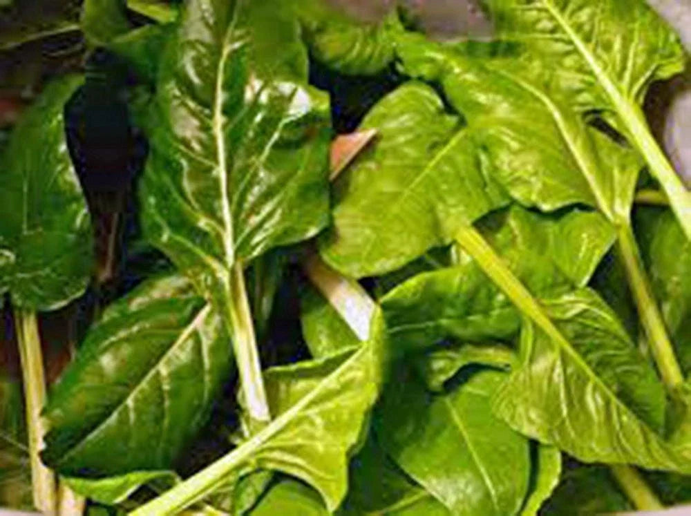 Swiss Chard Seeds 500+ Heirloom Perpetual Spinach Non-GMO Organic Beta vulgaris subsp. cicla for Vegetable Gardening