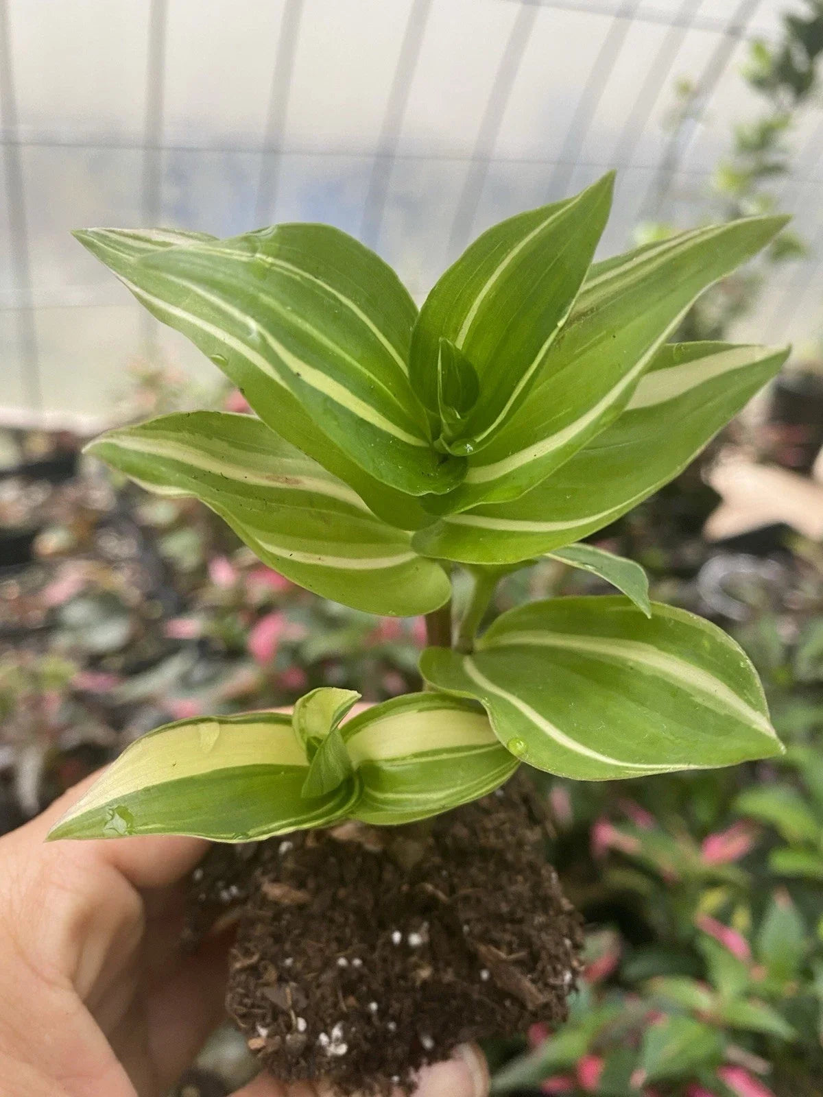 Rooted Cutting Tradescantia Fluminensis Live Houseplant - Green Wandering Jew Plant for Indoor Garden, Easy Care, Air-Purifying