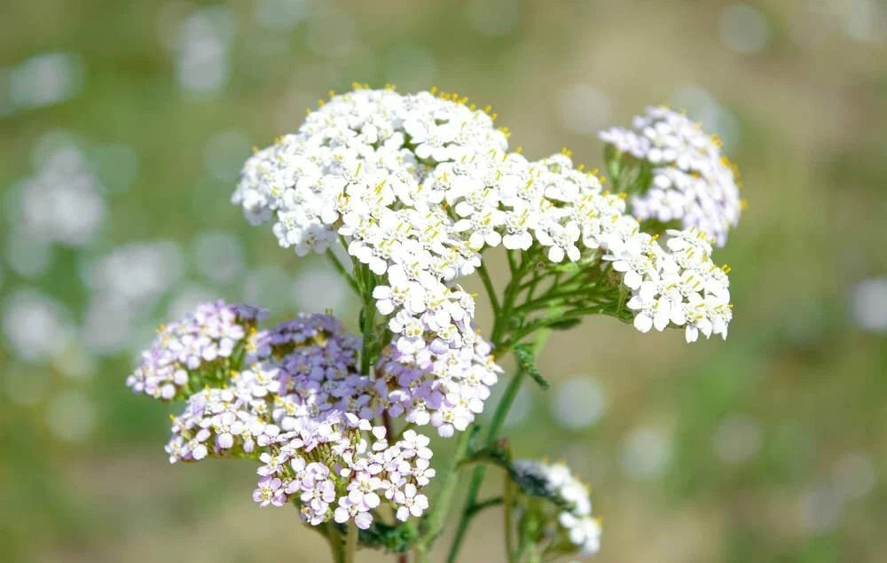 White Yarrow Flower Seeds 1000 Seeds Achillea Millefolium Drought-Tolerant Perennial Herb for Garden Planting