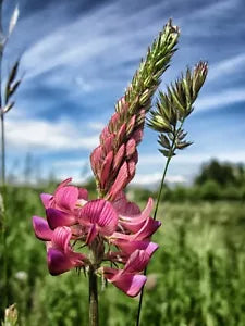 Pink Sainfoin Seeds, 100+ Seeds, Ornamental Pink Flowers, Onobrychis viciifolia, Drought-Resistant, Attracts Pollinators