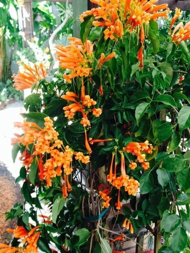 Phyrostegia Vine Starter Plant - Florida Flame - Bare Root Hummingbird Attractor - Phyrostegia venusta - Easy Care Garden Plant