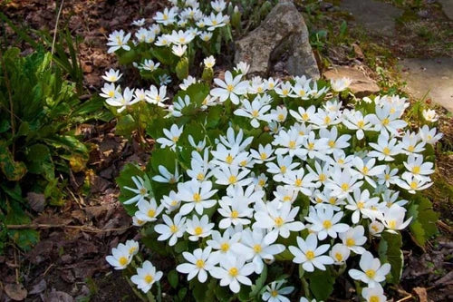 Bloodroot Bare Root Plants - Sanguinaria canadensis - Spring Blooming Perennial Wildflower, Native Eastern US, Woodland Garden