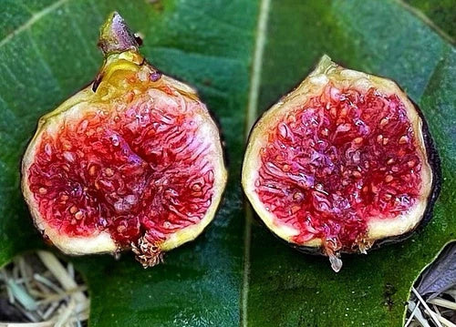 Cold Hardy Fig Trees Starter Set - 3 Plants: Olympian, Yellow Long Neck, Fignomenal - Ficus carica - Perfect for Cold Climates