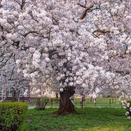 Yoshino Cherry Trees - 2ft Flowering Trees with Pink Blossoms - Prunus x yedoensis - Ideal for Gardens and Landscapes