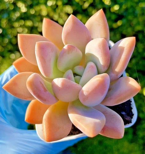 Rare Succulent Graptoveria Opalina 2.75-Inch Live Plant - Easy Care Perennial Graptoveria 'Opalina' - Bare Root