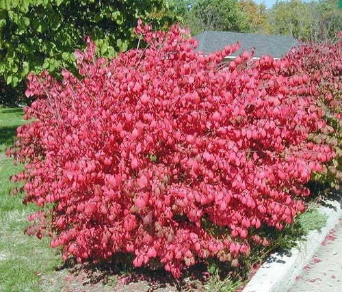 10 Dwarf Burning Bush Bare Root Plants | Euonymus alatus | Hardy Shrubs for Landscaping & Hedges | Zones 3-8