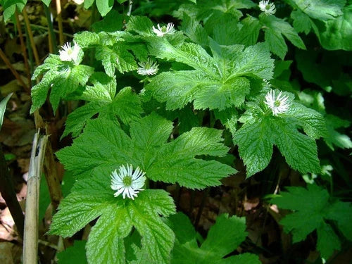 Goldenseal Live Roots - 6 Bare Roots - Hydrastis canadensis - Shade Tolerant Perennial with White Flowers & Red Berries